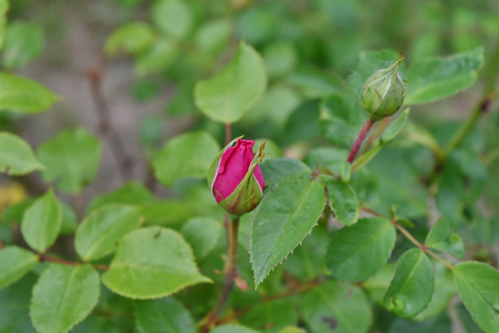 Nikon D5500 sample photo. Green leaf, horticulture, pinkish photography