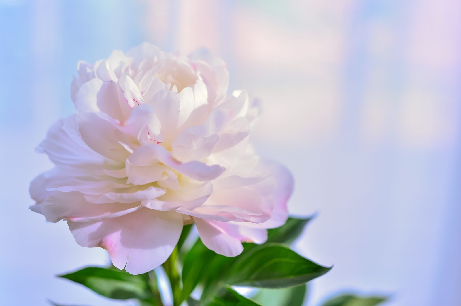 Nikon Df sample photo. Flowers, plant, white photography