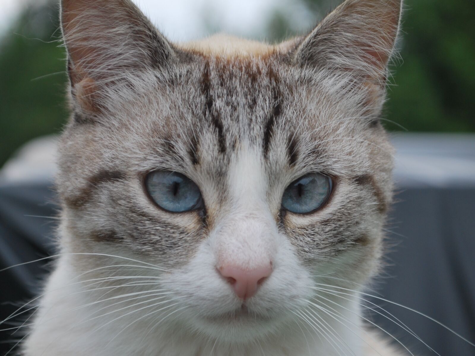 Nikon D60 sample photo. Cat, animal face, nature photography