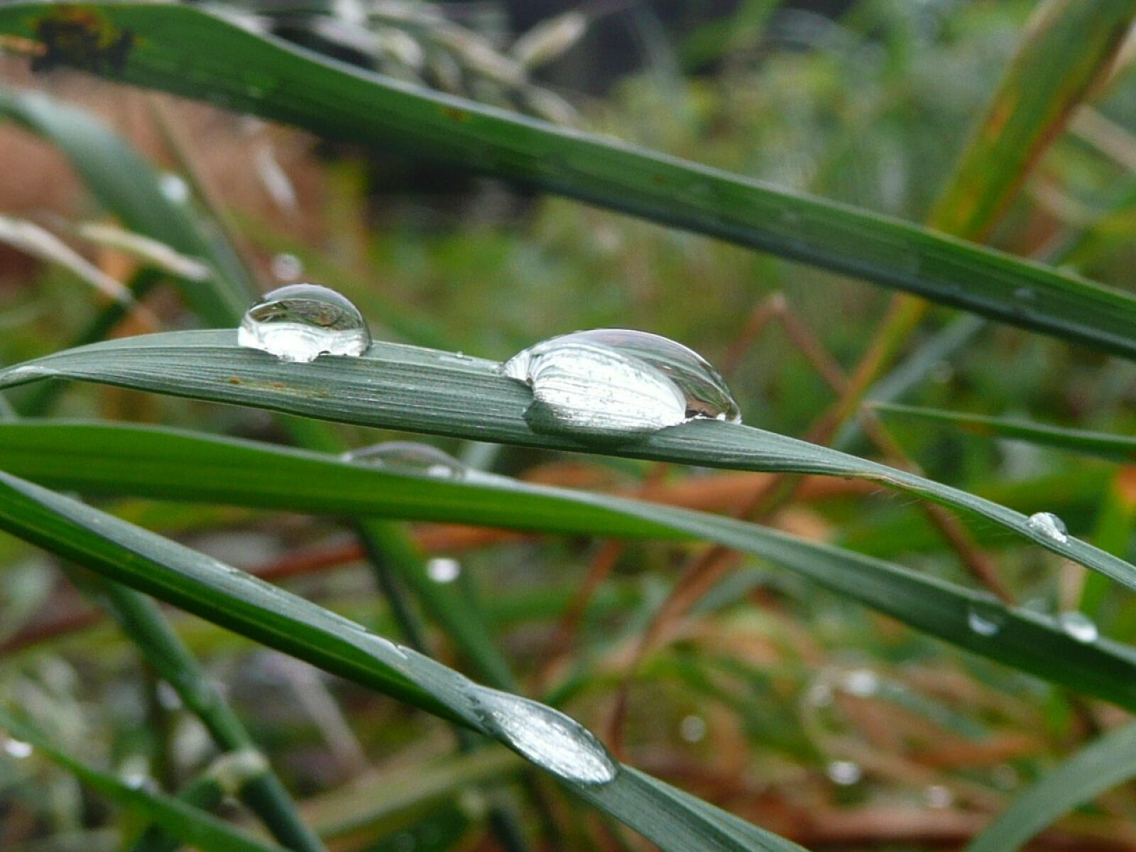 Panasonic DMC-TZ3 sample photo. Dew, leaf, moisture photography