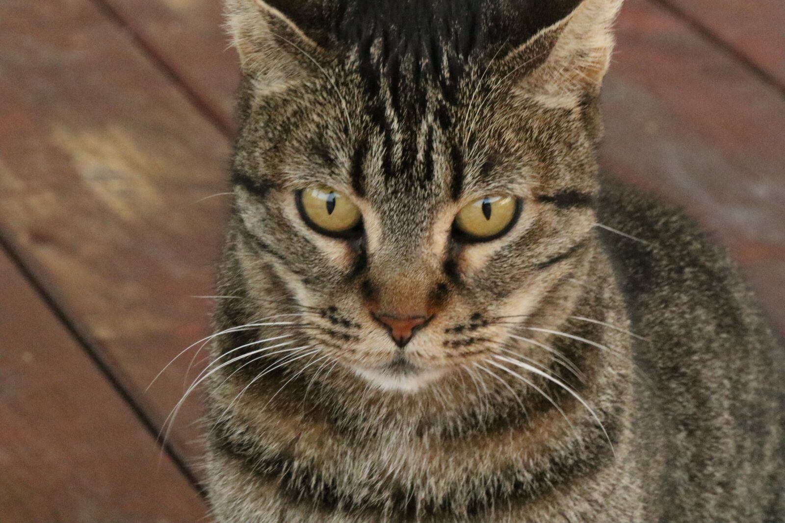 Canon EOS 7D Mark II sample photo. Cat, face, eyes photography
