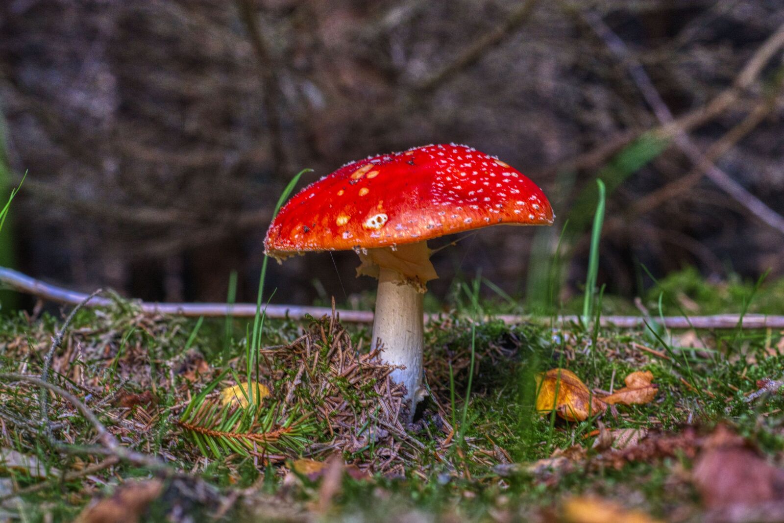 Nikon D7100 sample photo. Fly agaric, forest floor photography