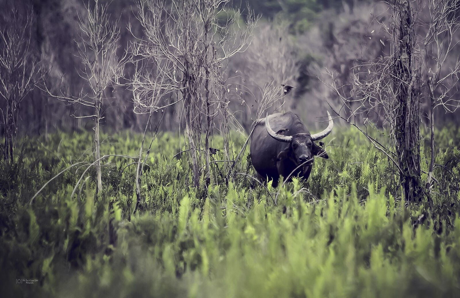 Canon EOS 60D + Sigma 70-200mm F2.8 EX DG OS HSM sample photo. Animal, buffalo, countryside, daylight photography