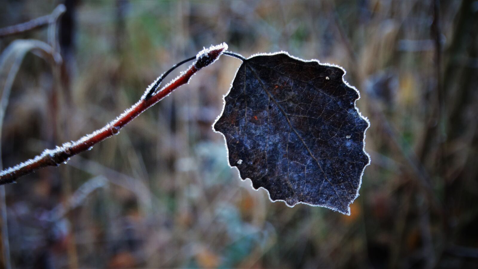 Sony Cyber-shot DSC-HX300 sample photo. Leaf, hoarfrost, frost photography