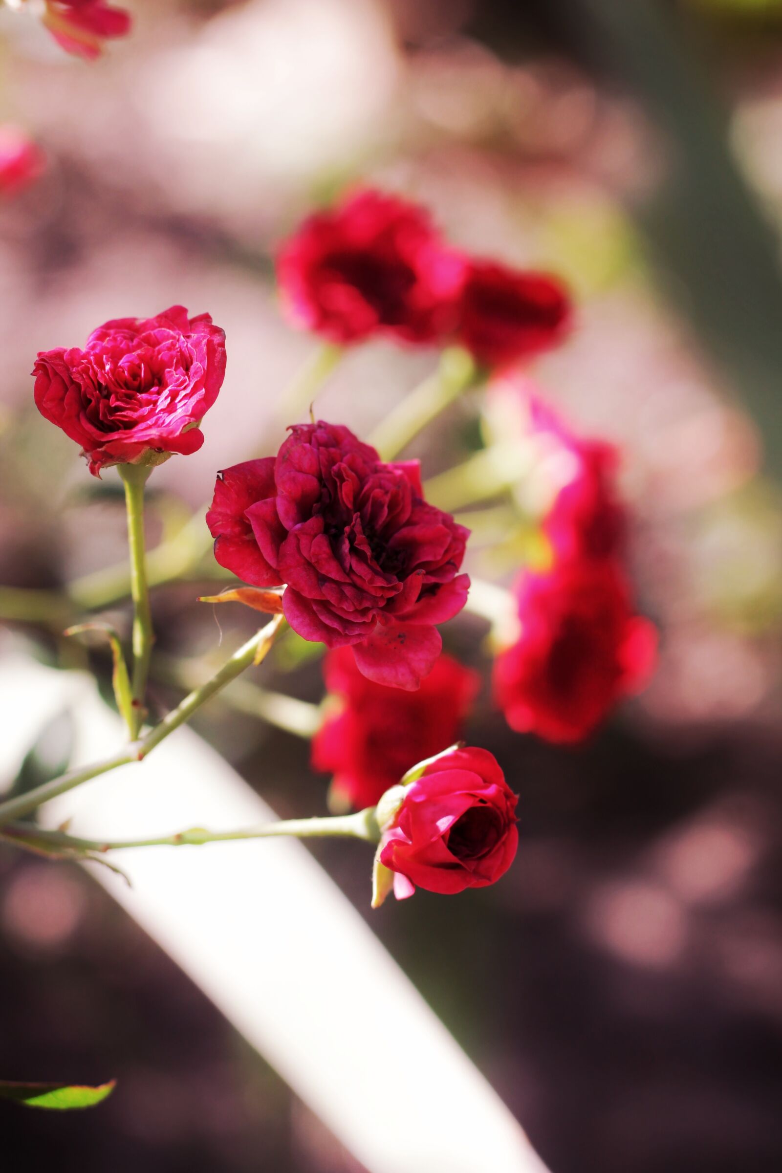 Canon EOS 1100D (EOS Rebel T3 / EOS Kiss X50) + Canon EF 50mm F1.8 STM sample photo. Roses, red, flowers photography