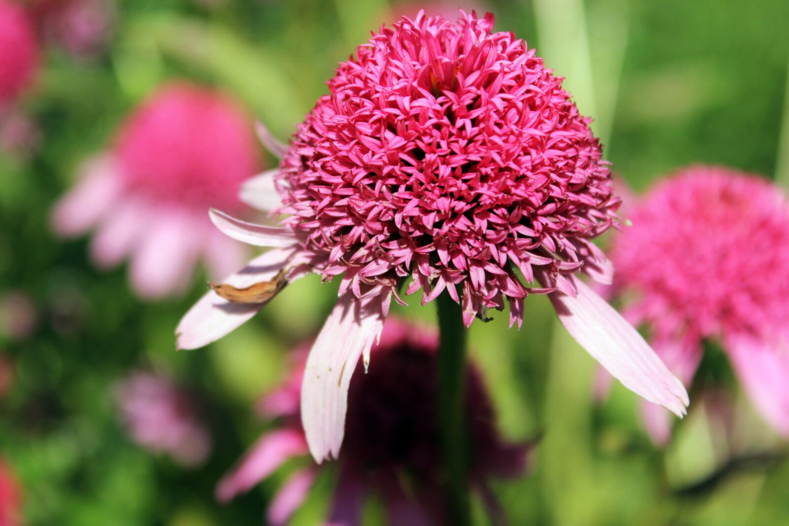 Canon EOS 550D (EOS Rebel T2i / EOS Kiss X4) sample photo. Echinacea, flower, garden photography