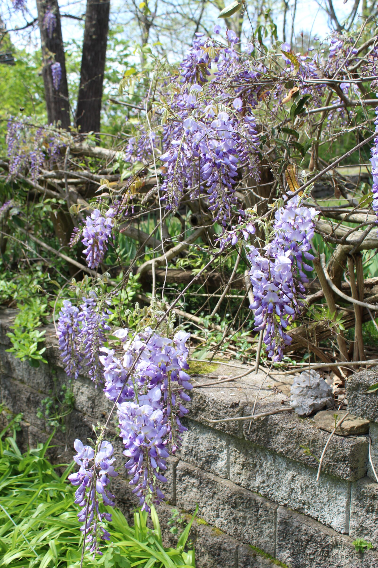 Canon EOS 1300D (EOS Rebel T6 / EOS Kiss X80) sample photo. Spring, flowers, nature photography