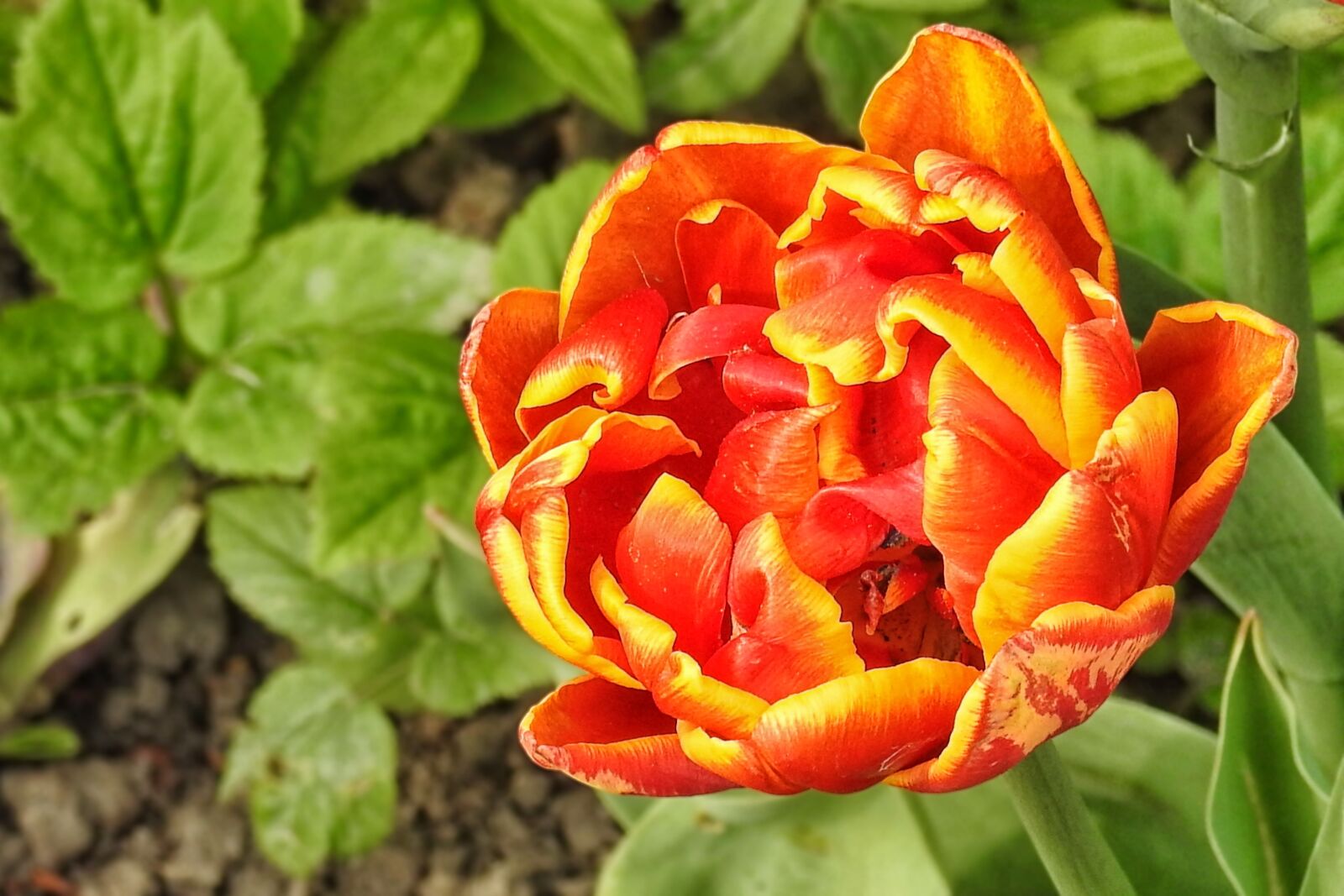 Nikon Coolpix P900 sample photo. Tulip, multi coloured, spring photography