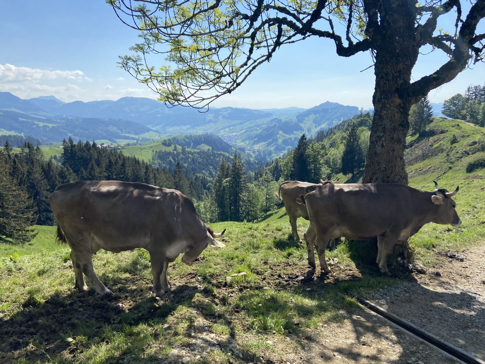 Apple iPhone 11 sample photo. Nature, mountains, cows photography