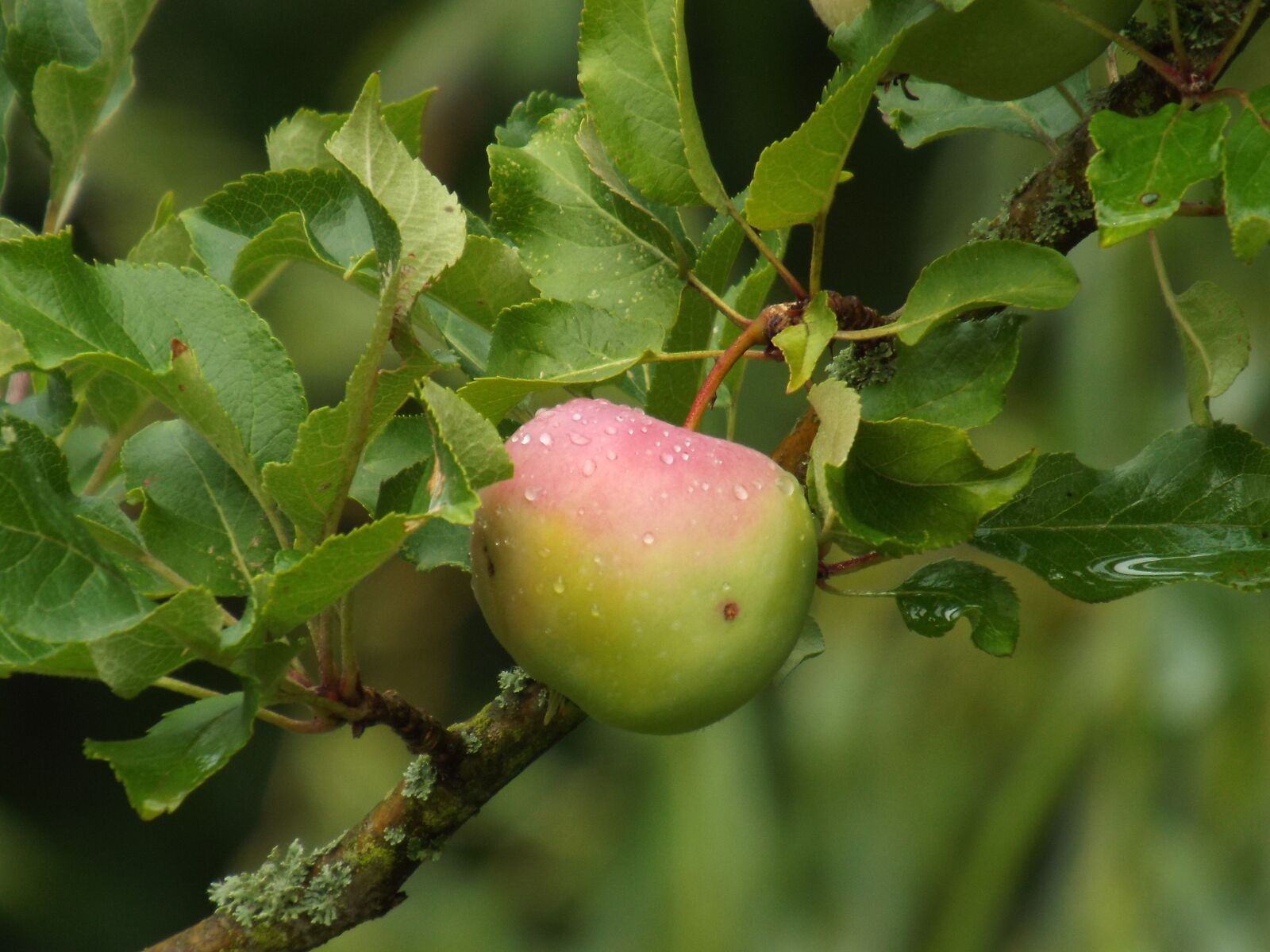 Fujifilm FinePix S6800 sample photo. Summer, harvest apples, fruit photography