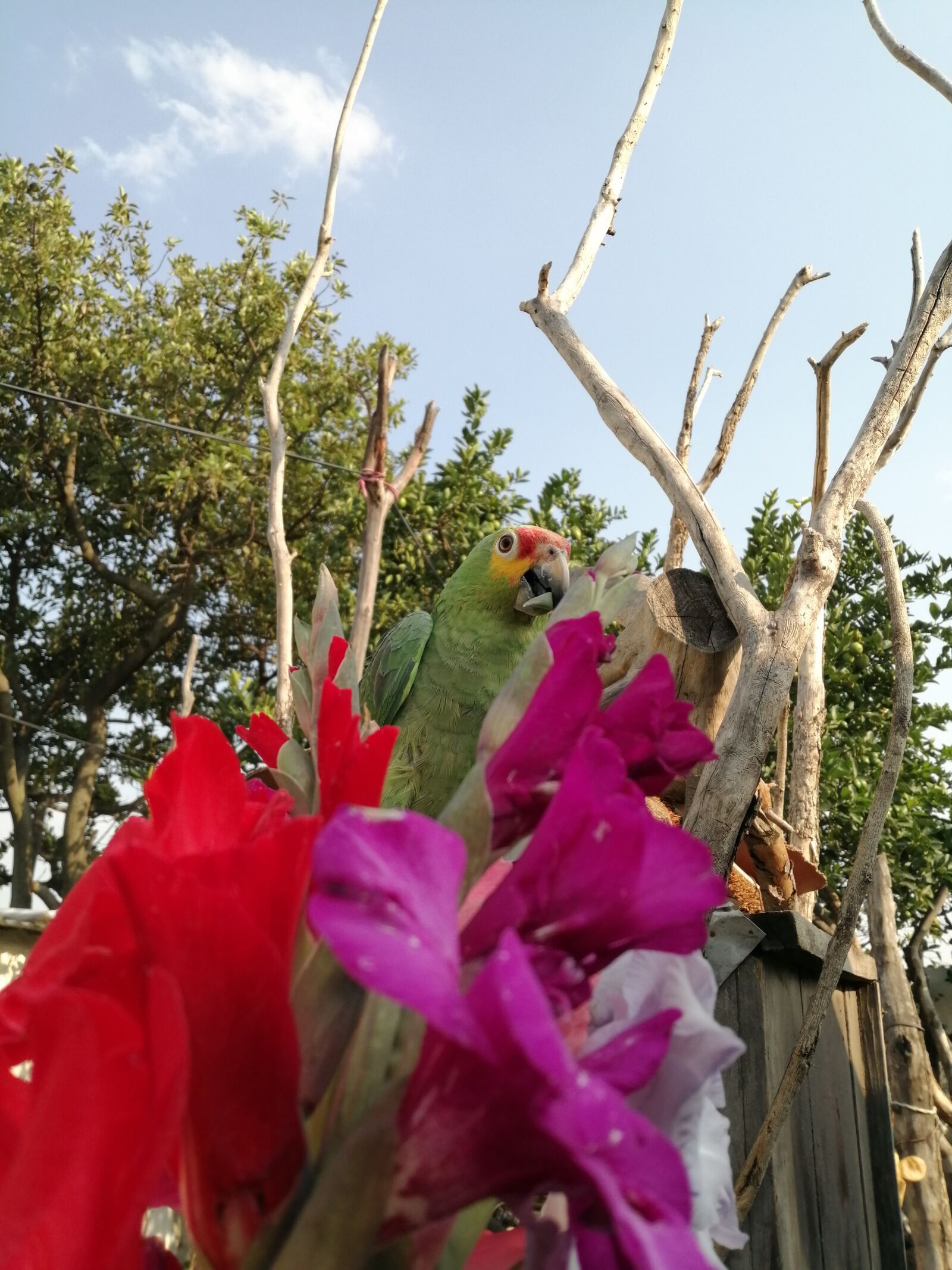 HUAWEI JKM-LX3 sample photo. Parrot, green, gladiola photography