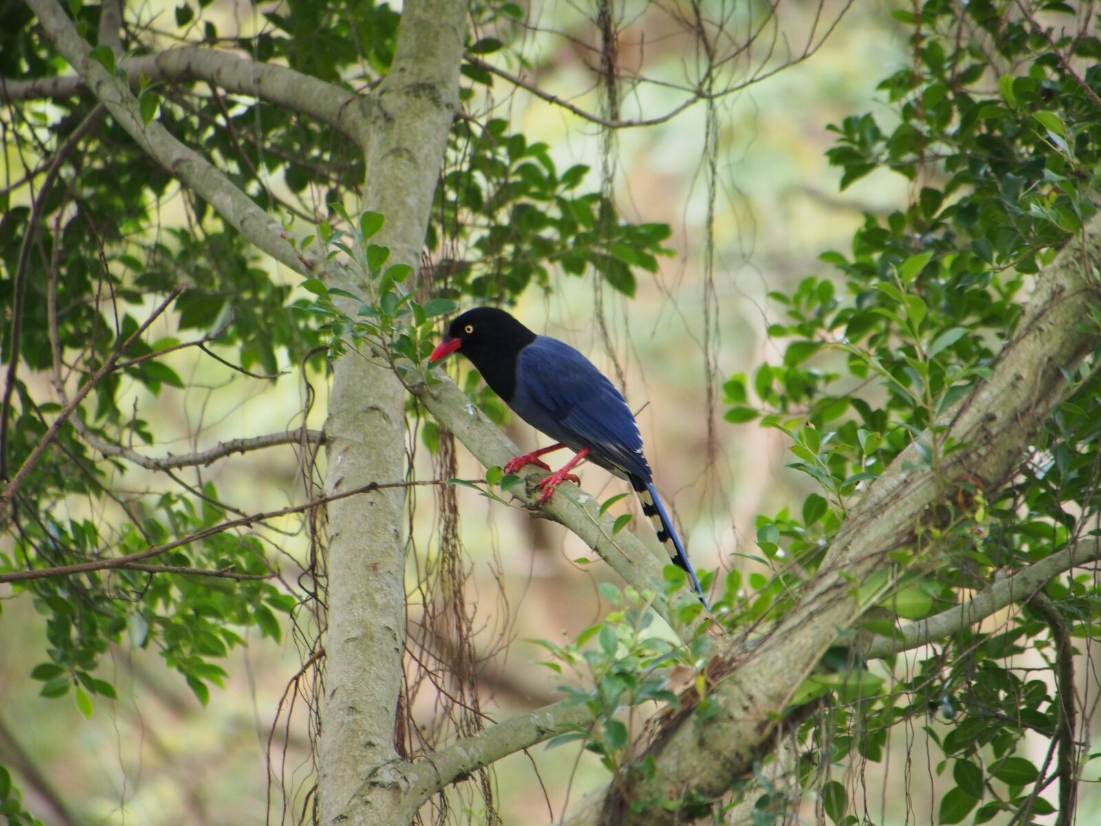 Olympus OM-D E-M5 sample photo. Blue magpie, south park photography