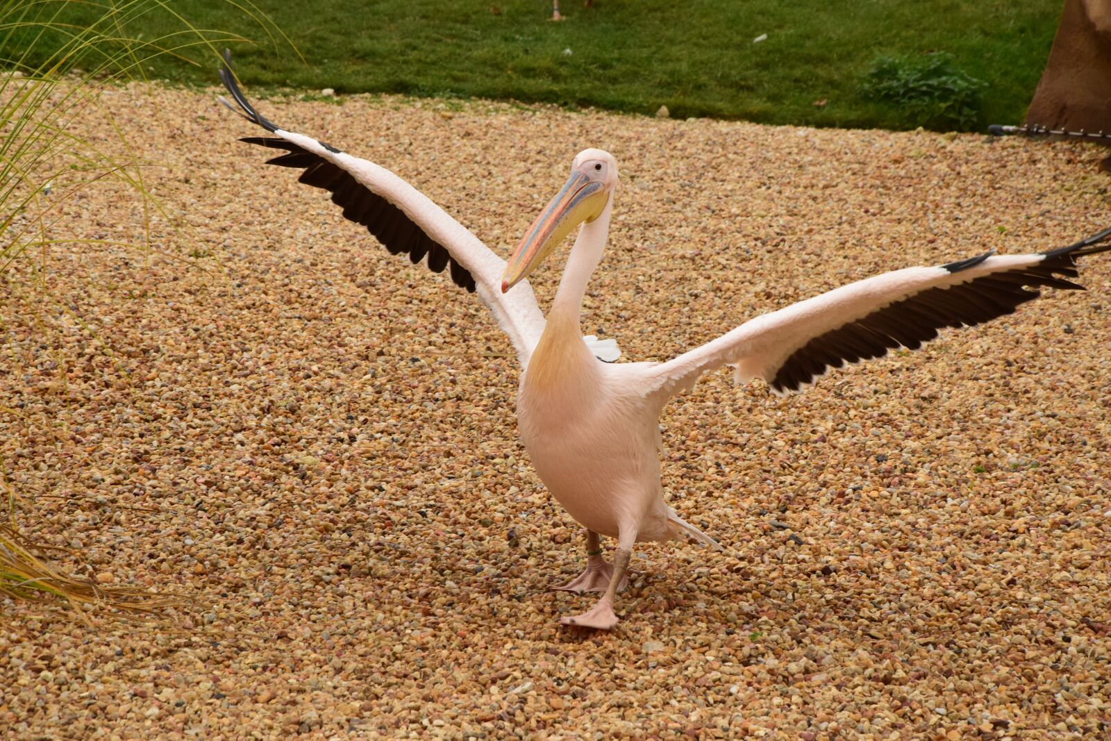 Nikon D5300 sample photo. Bird, pink, animals photography