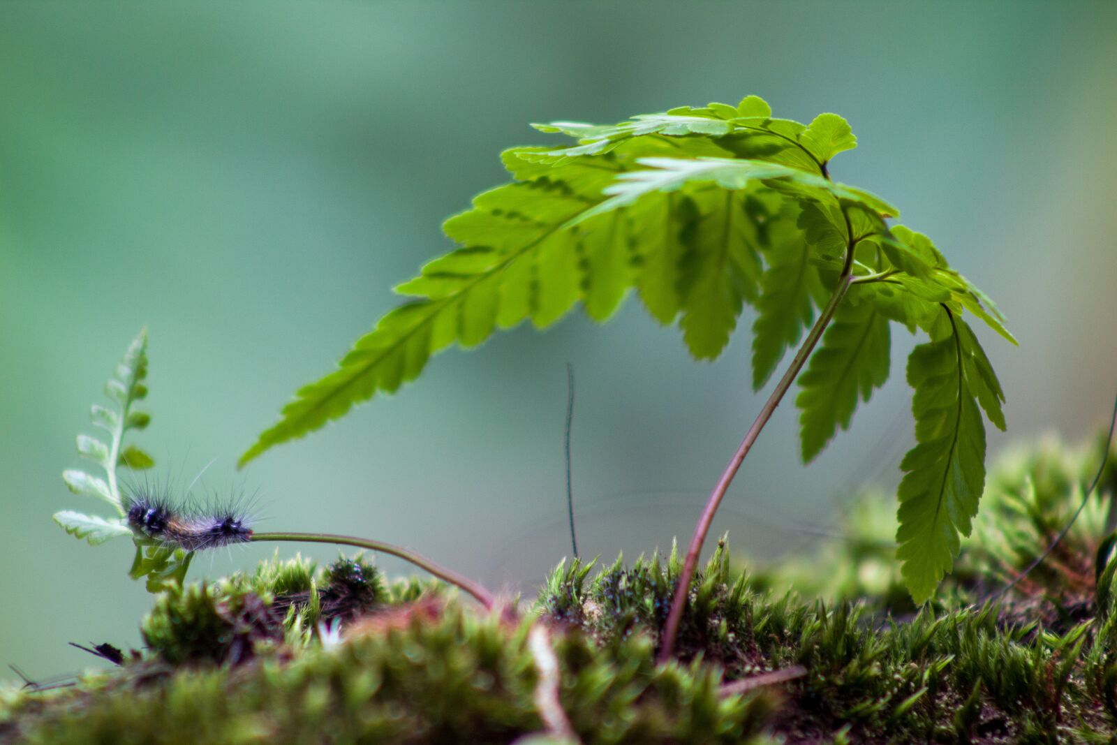 Canon EF75-300mm f/4-5.6 sample photo. Leaf, insects, caterpillar photography