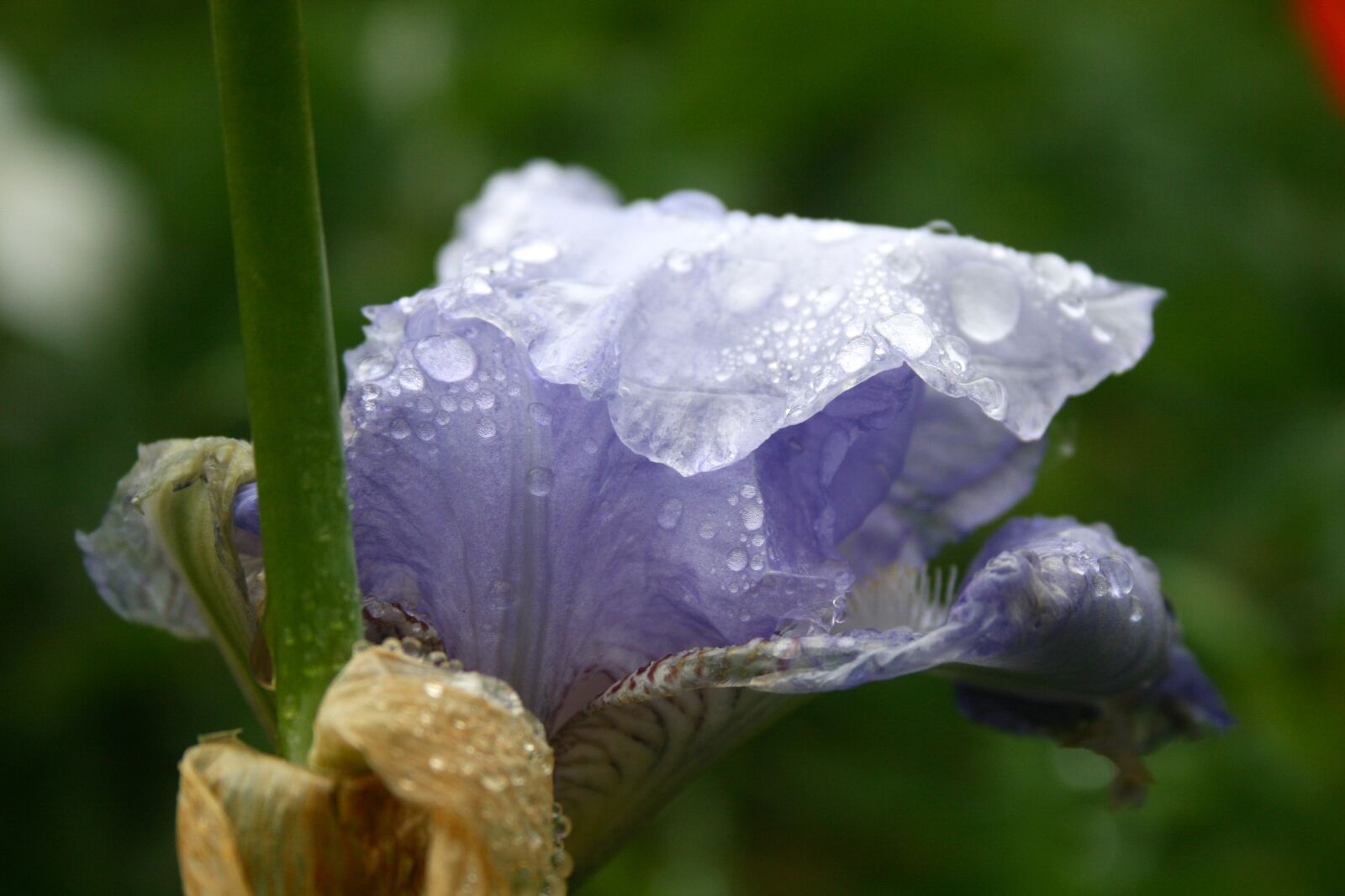 Canon EOS 400D (EOS Digital Rebel XTi / EOS Kiss Digital X) sample photo. Floral, flower, waterdrops photography