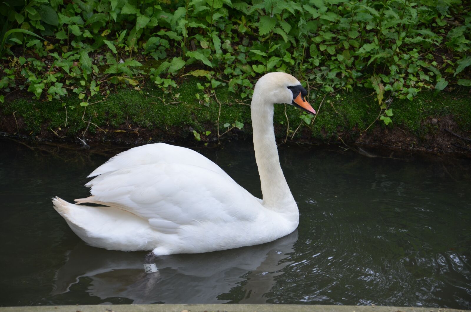 Nikon D7000 sample photo. Swan, bird, water photography