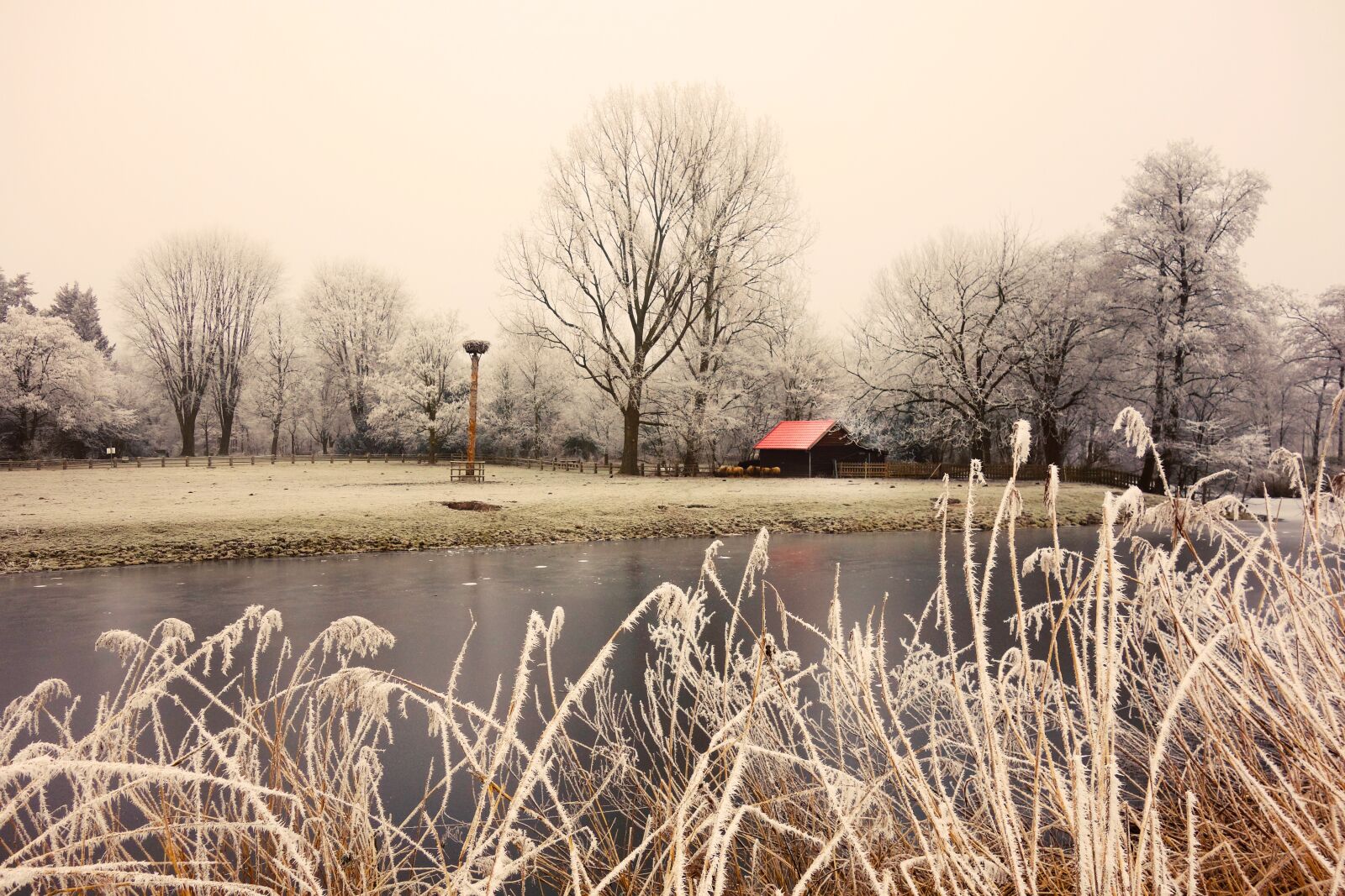 Sony Cyber-shot DSC-RX100 sample photo. Reeds, hoarfrost, barn red photography