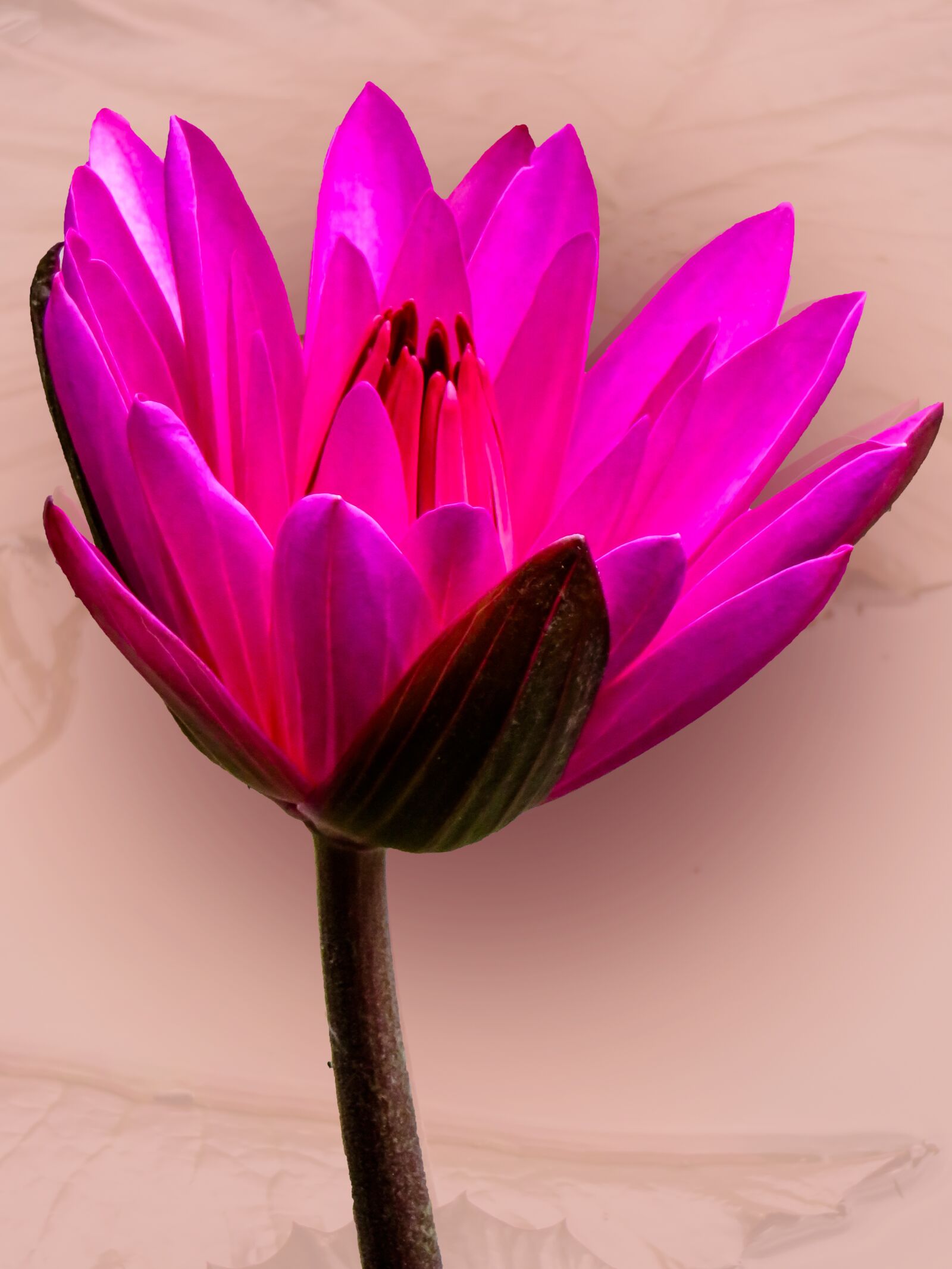 Canon PowerShot SX710 HS sample photo. Water lily, pond, aquatic photography