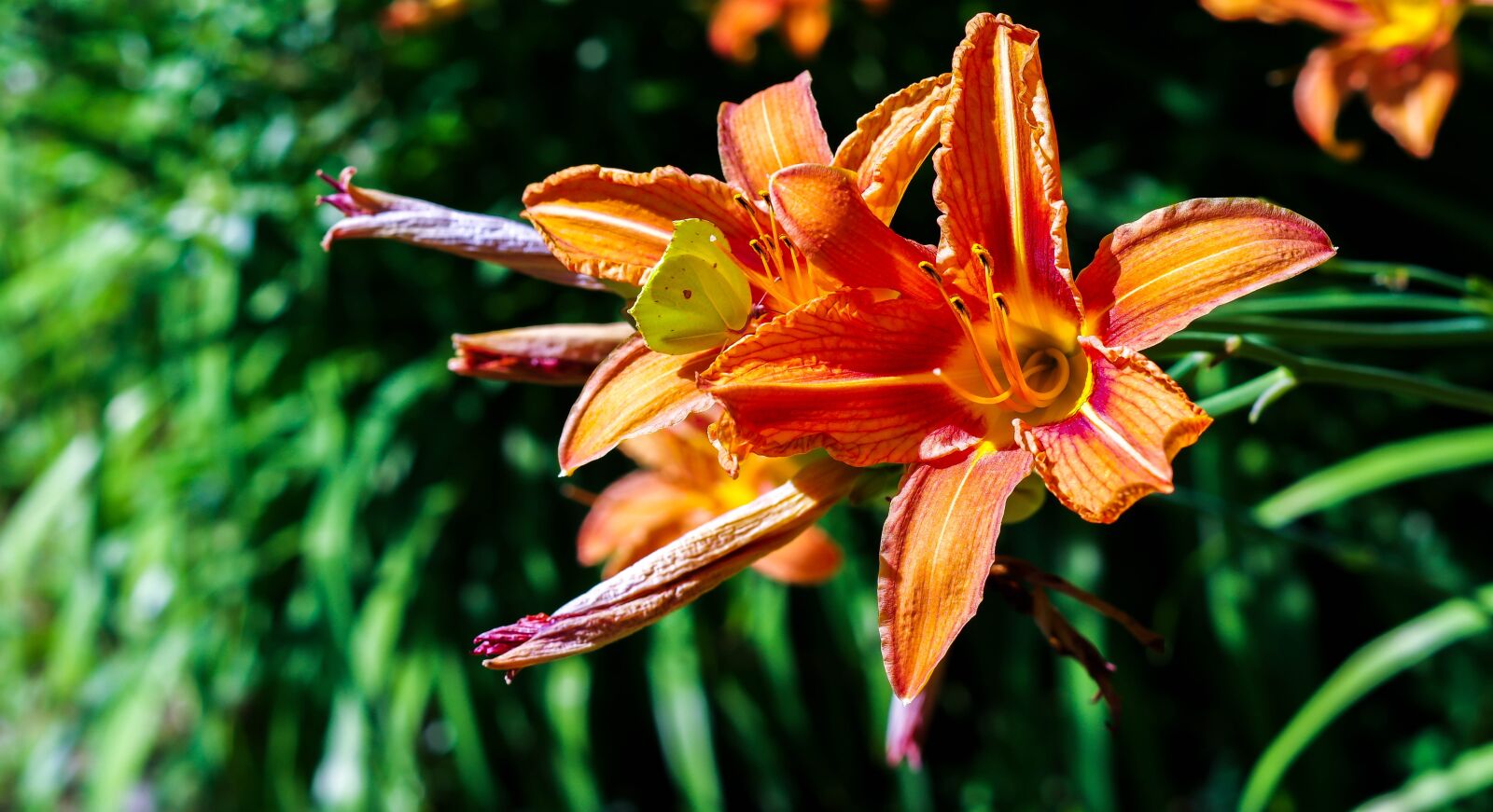 Pentax K-3 II + Pentax smc DA 50mm F1.8 sample photo. Nature, flower, flora photography