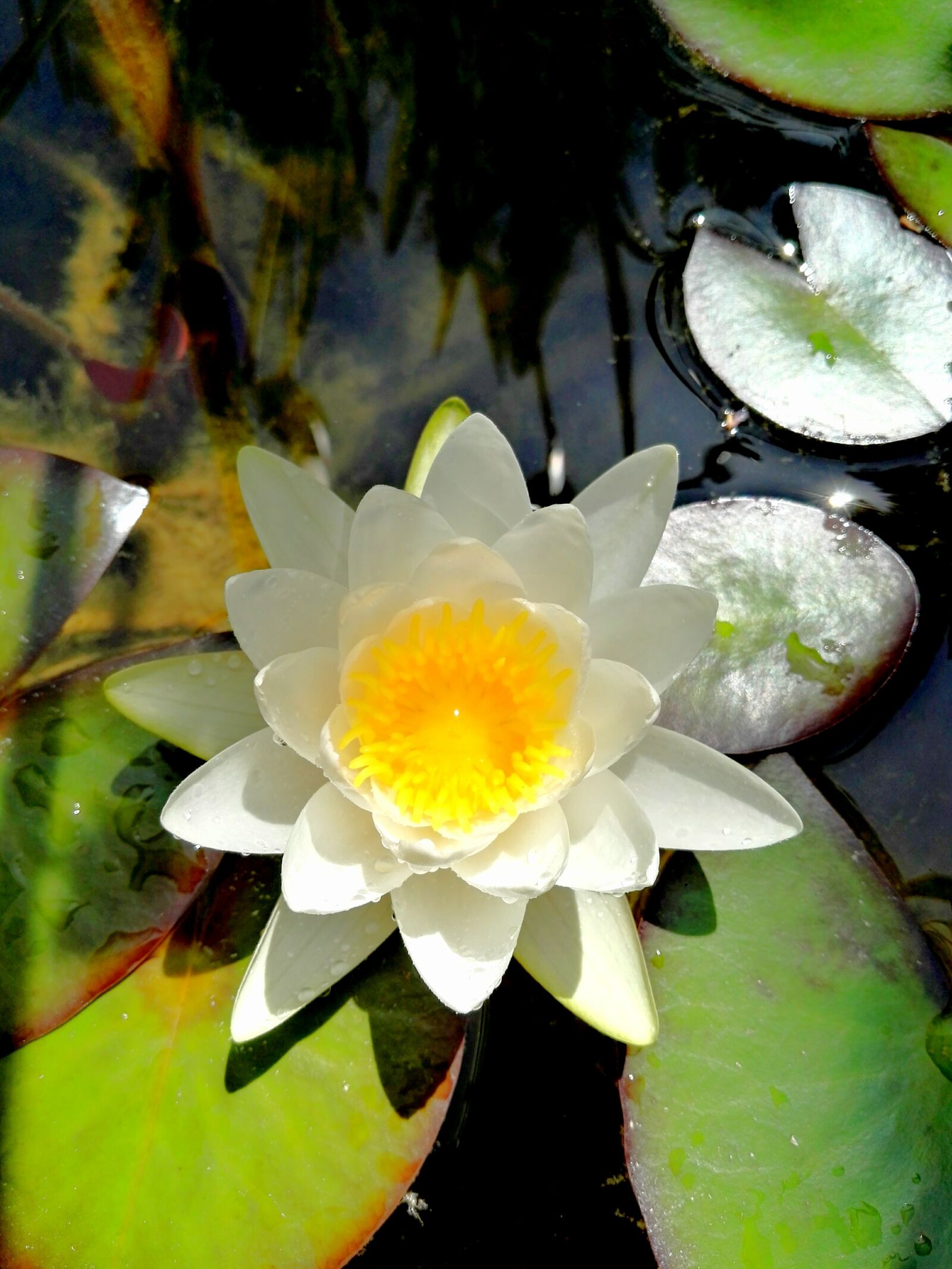 HUAWEI GRA-L09 sample photo. Water lily, water, flowers photography