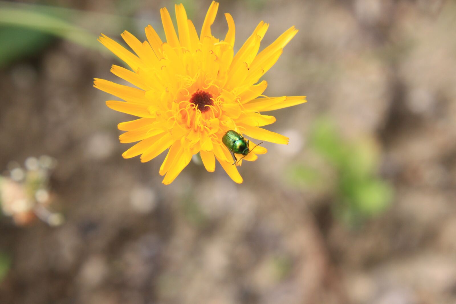 Canon EOS 500D (EOS Rebel T1i / EOS Kiss X3) sample photo. Flower, bug, yellow photography