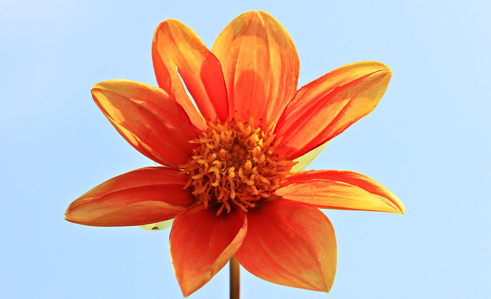 Canon EOS 550D (EOS Rebel T2i / EOS Kiss X4) sample photo. Dahlia, flower, blossom photography