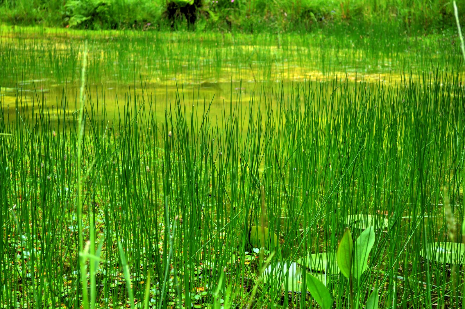 Nikon D3200 sample photo. Swamp, reeds, plants photography