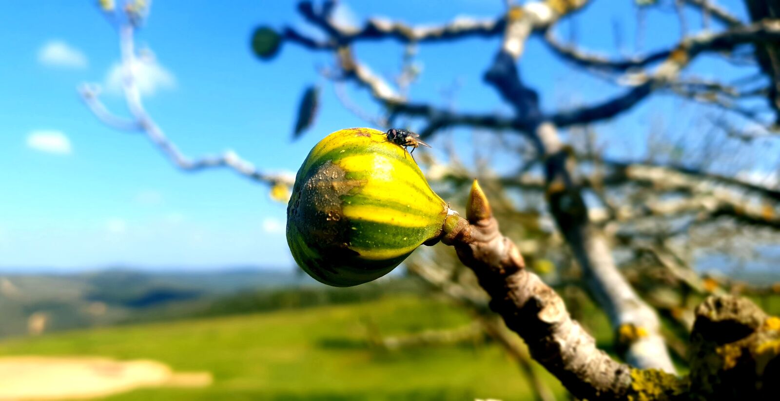 Samsung Galaxy S10+ sample photo. Fig, fly, botlierskop safari photography