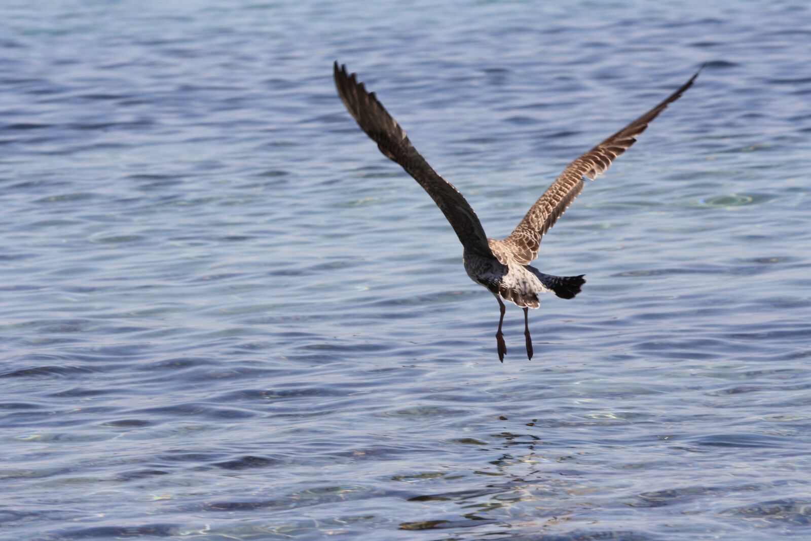 Canon EOS 1000D (EOS Digital Rebel XS / EOS Kiss F) sample photo. Seagull, ali, flight photography
