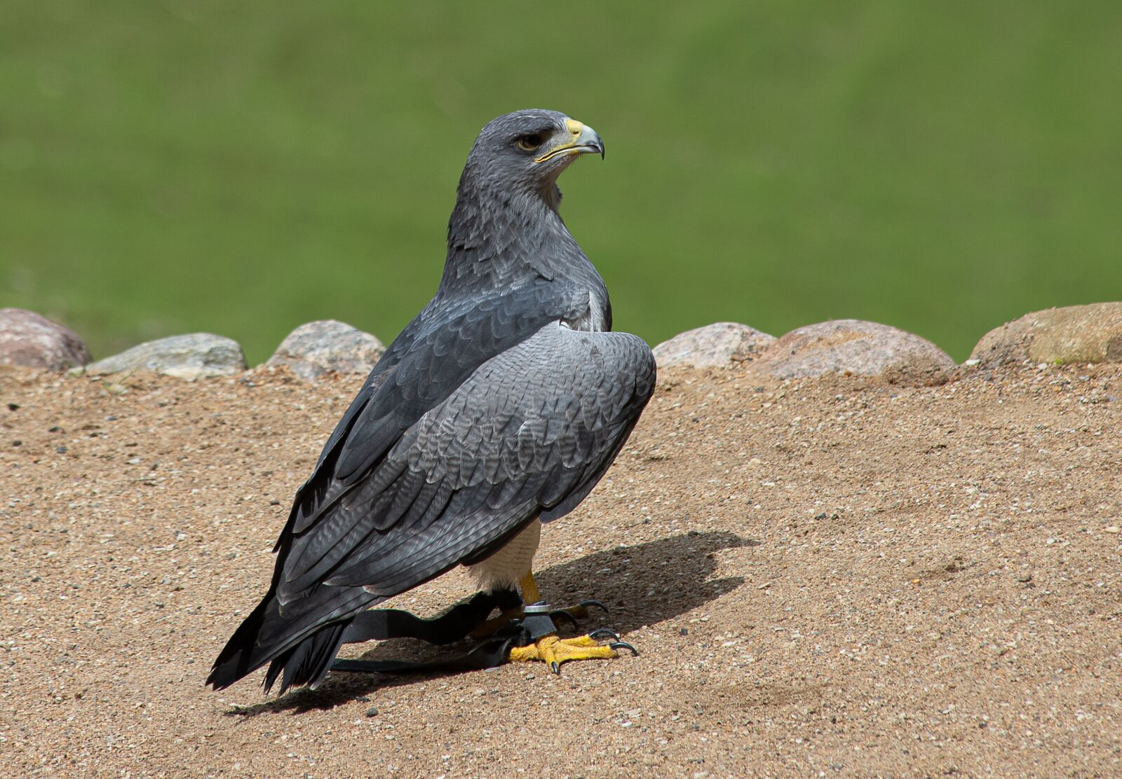 Canon EOS 6D Mark II sample photo. Blue buzzard, buzzard, kordillerendadler photography