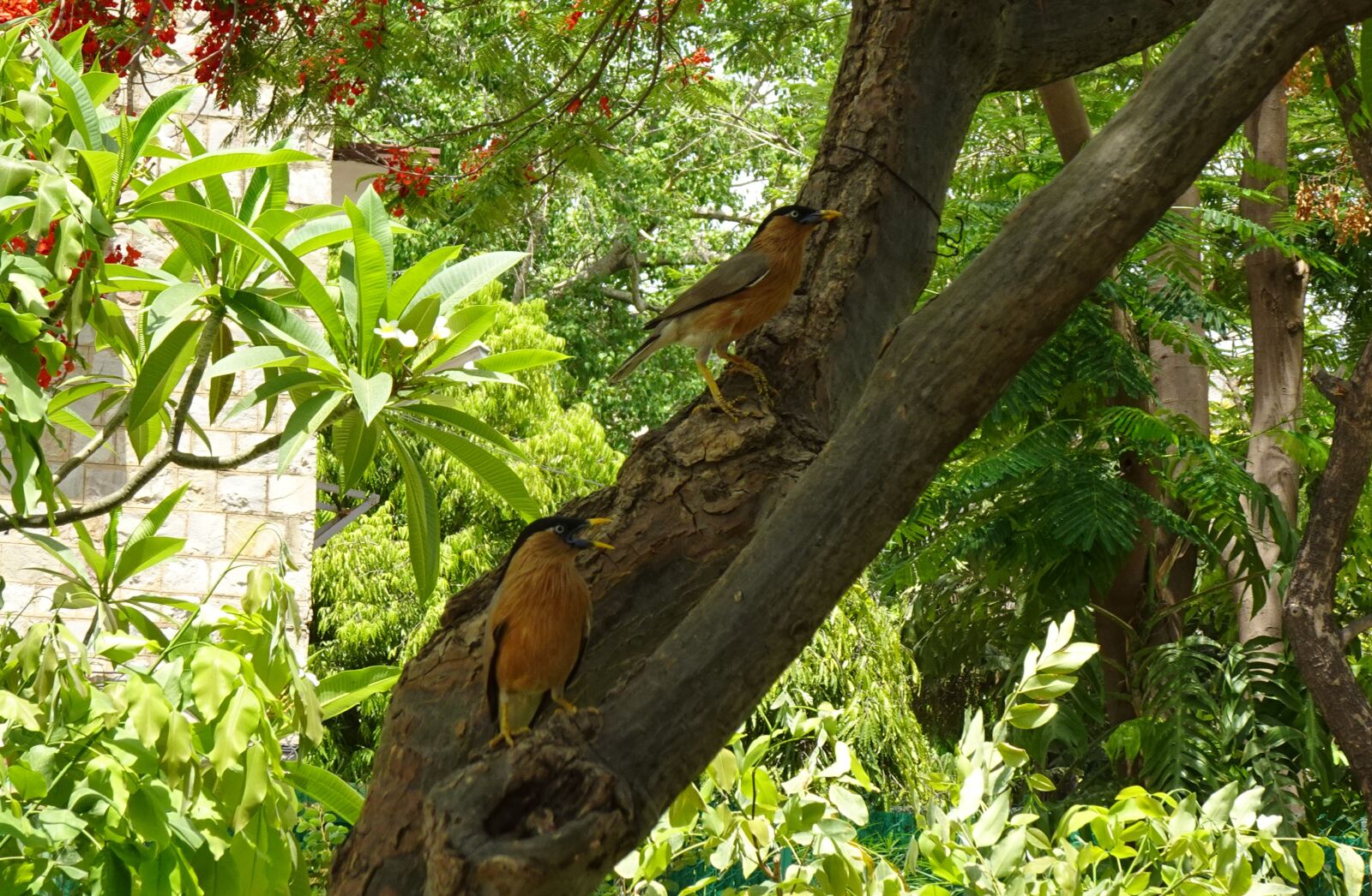 Sony DSC-WX800 sample photo. Bird, aves, brahminy myna photography