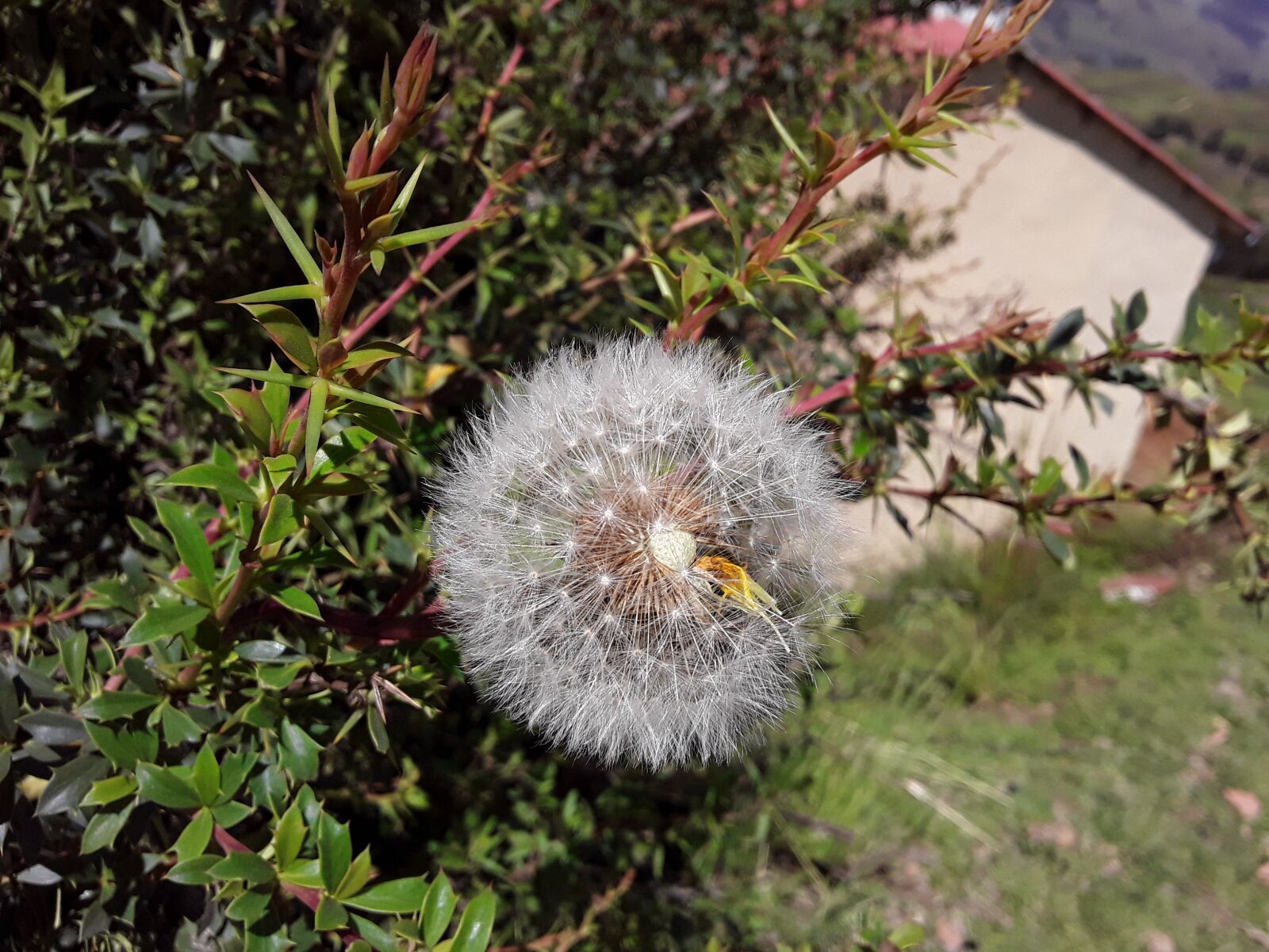 Samsung Galaxy J2 Core sample photo. Flower, flowers, fluff photography