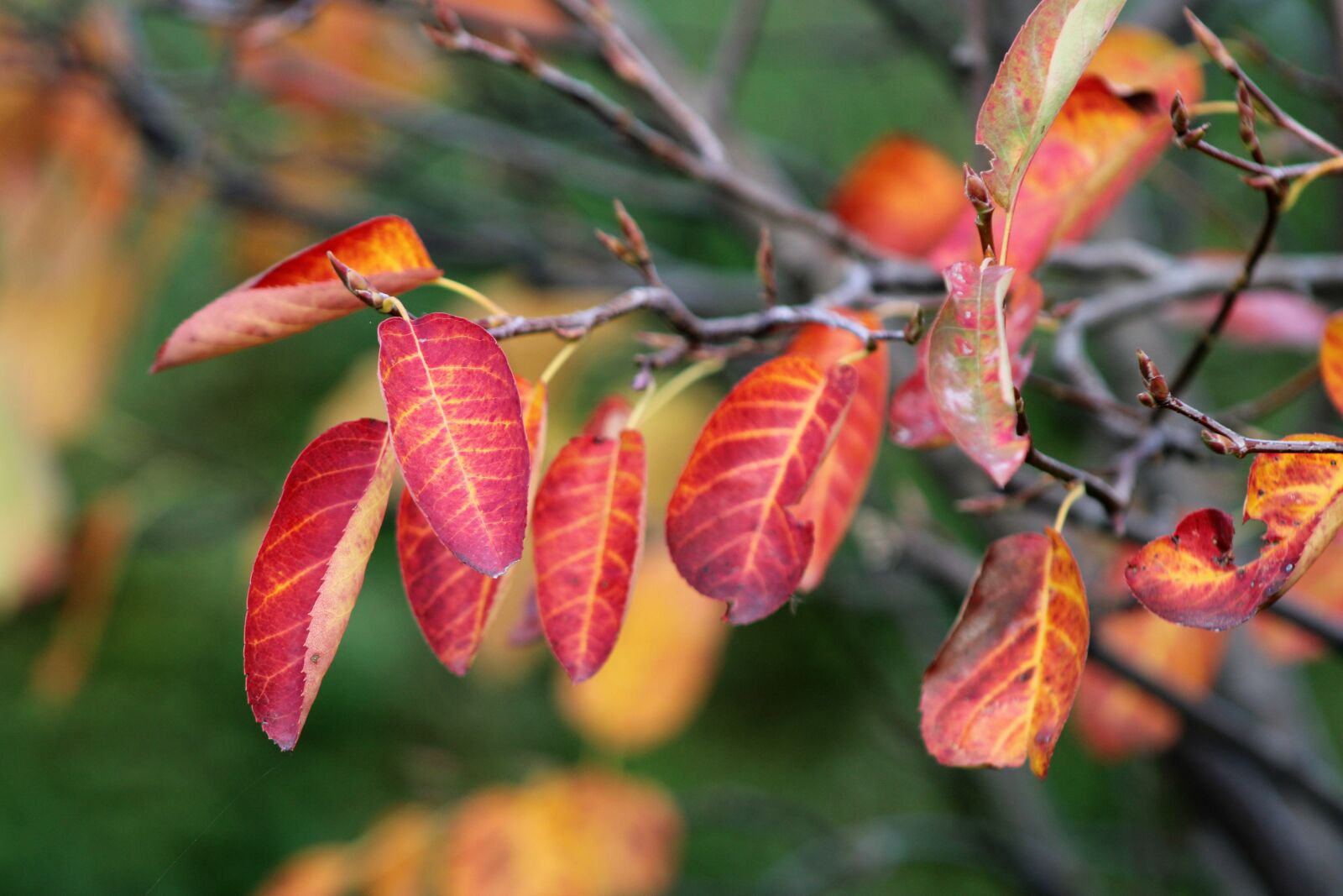 Canon EOS 2000D (EOS Rebel T7 / EOS Kiss X90 / EOS 1500D) sample photo. Leaves, autumn, mood photography