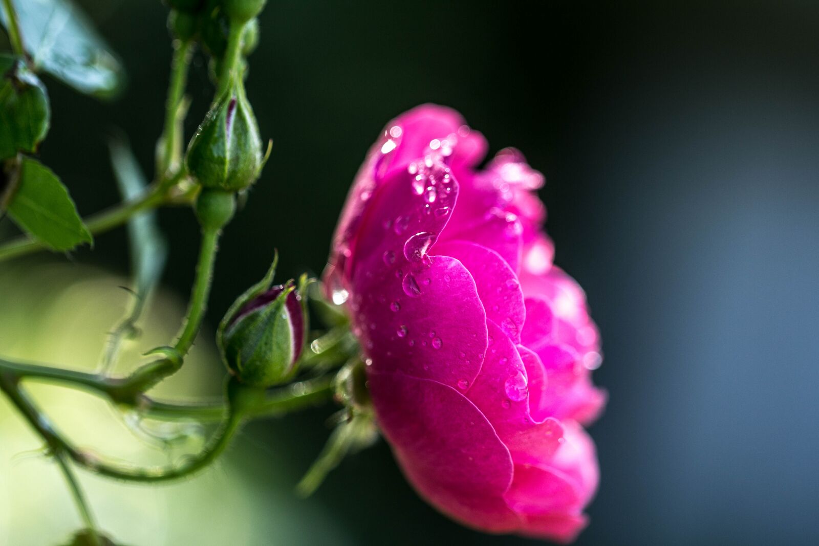 Canon EF 100mm F2.8L Macro IS USM sample photo. Summer, rose, august photography