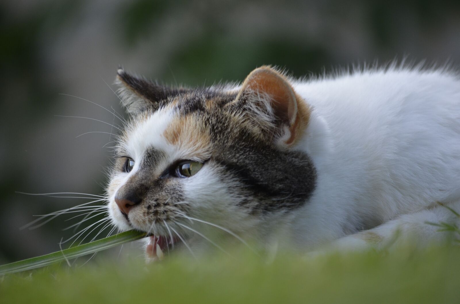 Nikon D5100 sample photo. Cat, blade of grass photography