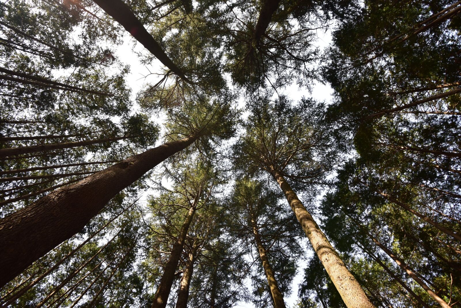 Nikon D750 sample photo. Cypress, forest, law to photography