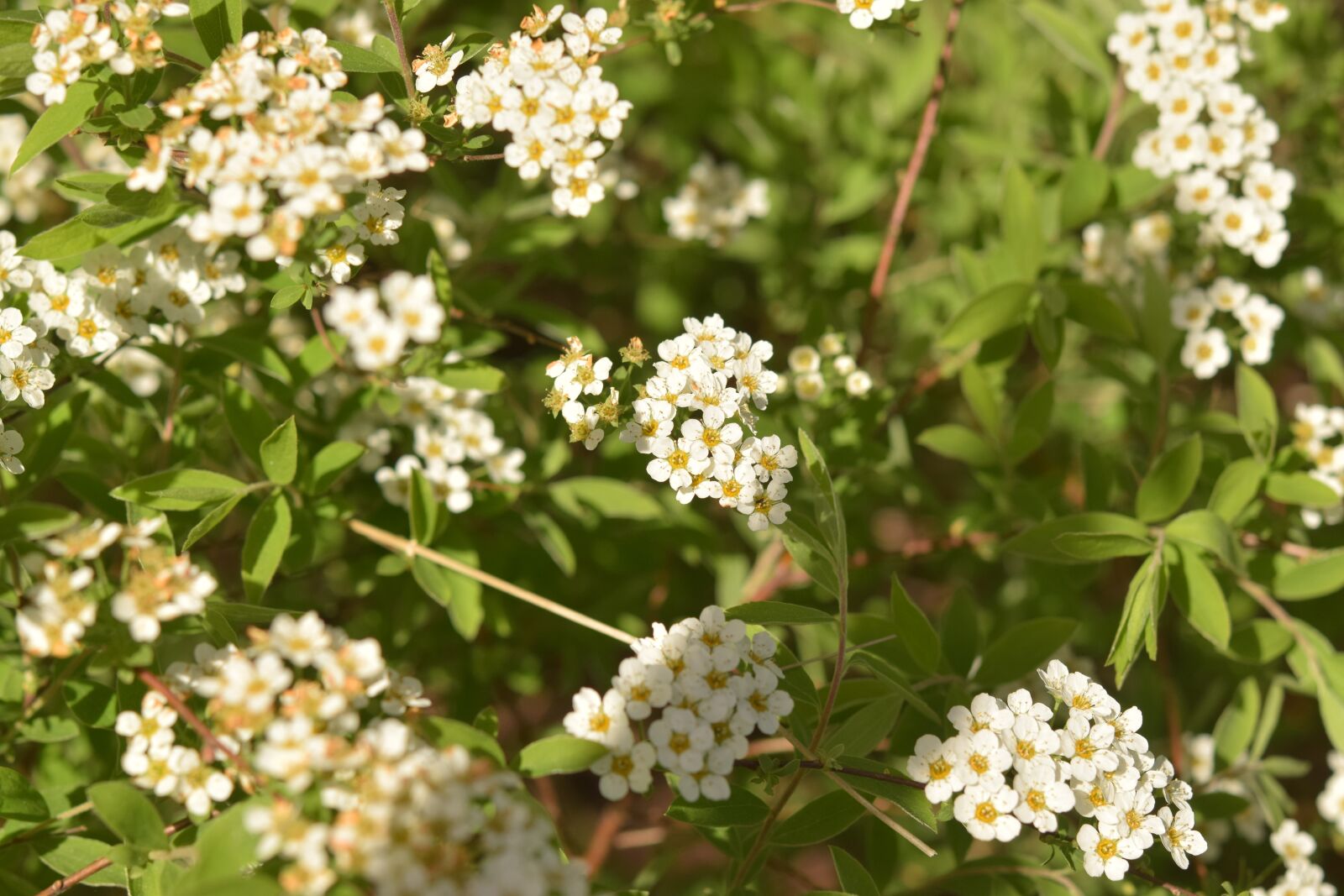 Nikon D5300 sample photo. Flowers, white, spring photography
