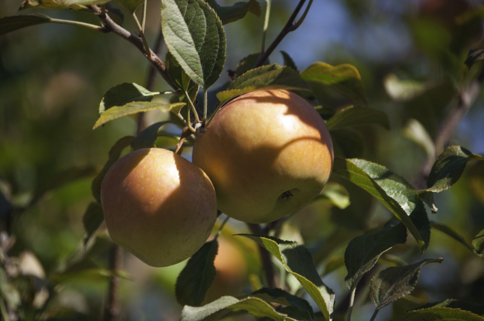 Nikon D5000 sample photo. Apple, tree, nature photography