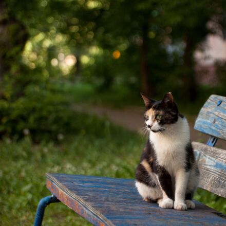 Canon EOS 5D Mark II + Canon EF 28-105mm f/3.5-4.5 USM