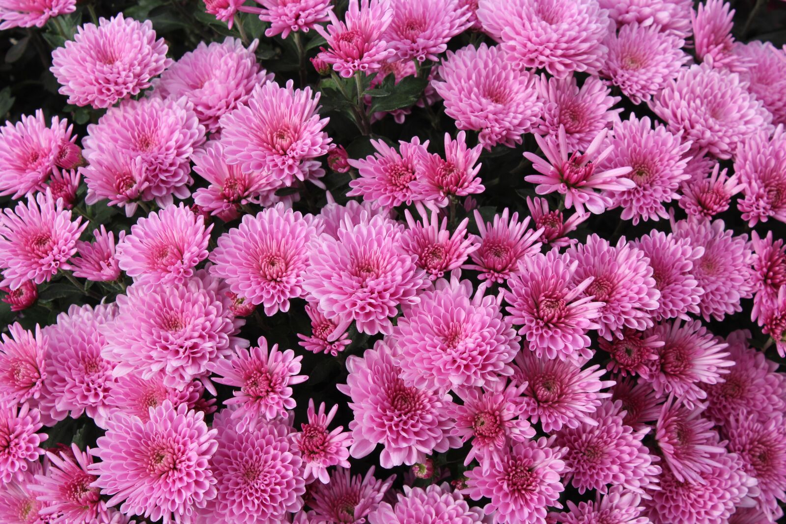 Canon EOS 1200D (EOS Rebel T5 / EOS Kiss X70 / EOS Hi) sample photo. Chrysanthemum, flowers, violet photography