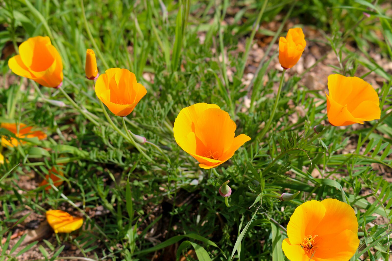 Canon EOS 70D sample photo. Nature, summer, flower photography