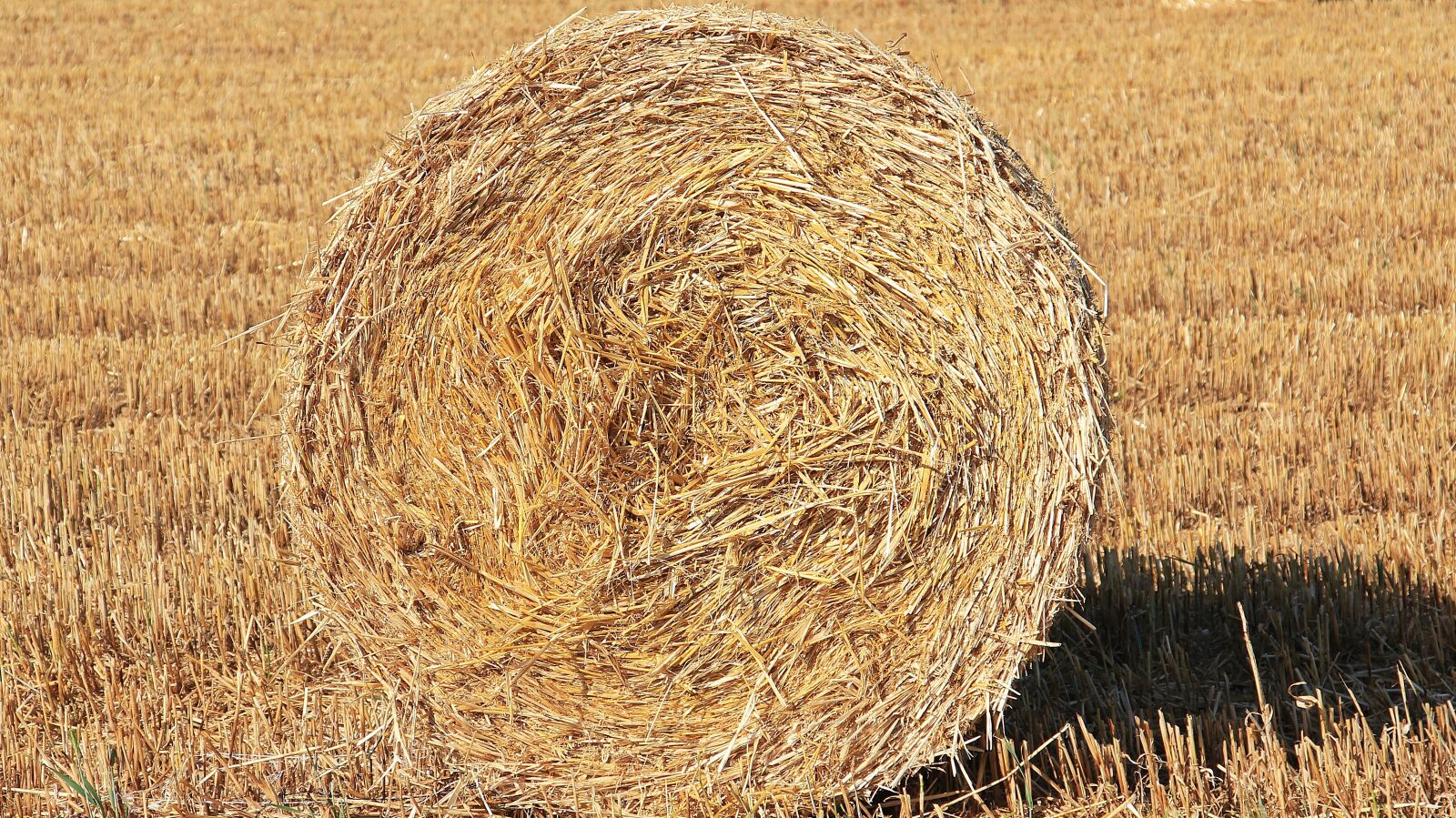 Canon EOS 550D (EOS Rebel T2i / EOS Kiss X4) sample photo. Straw role, harvest, straw photography