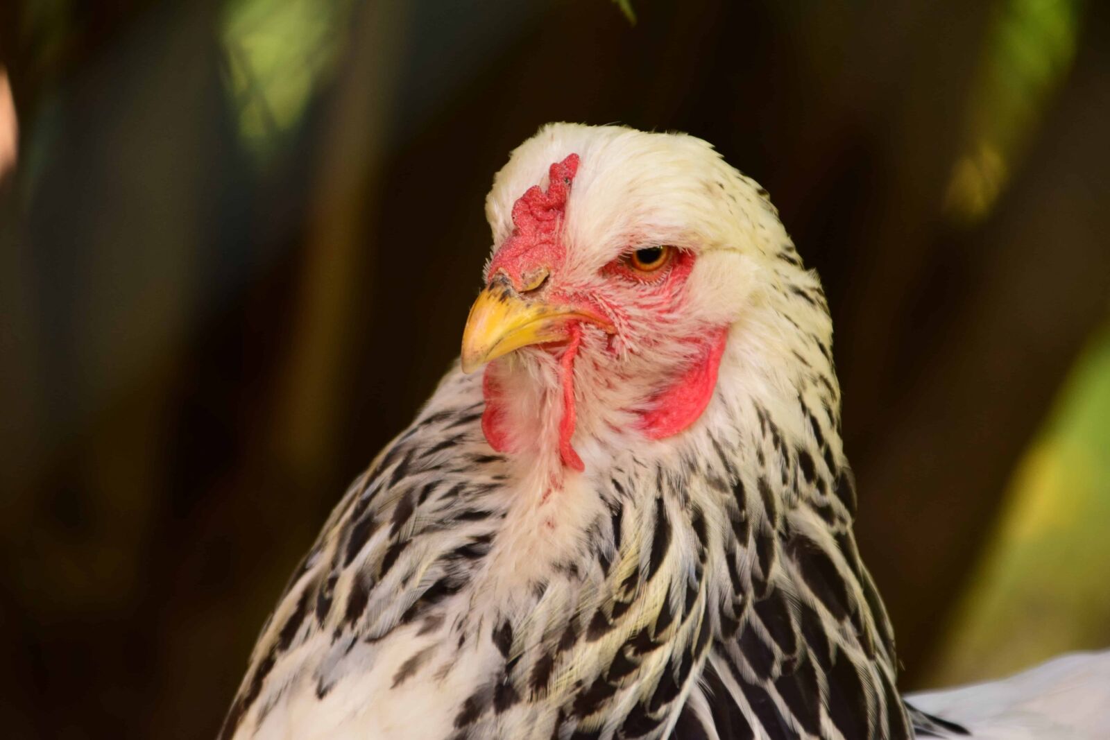 Nikon D3300 sample photo. Bird, nature, animal, beak photography