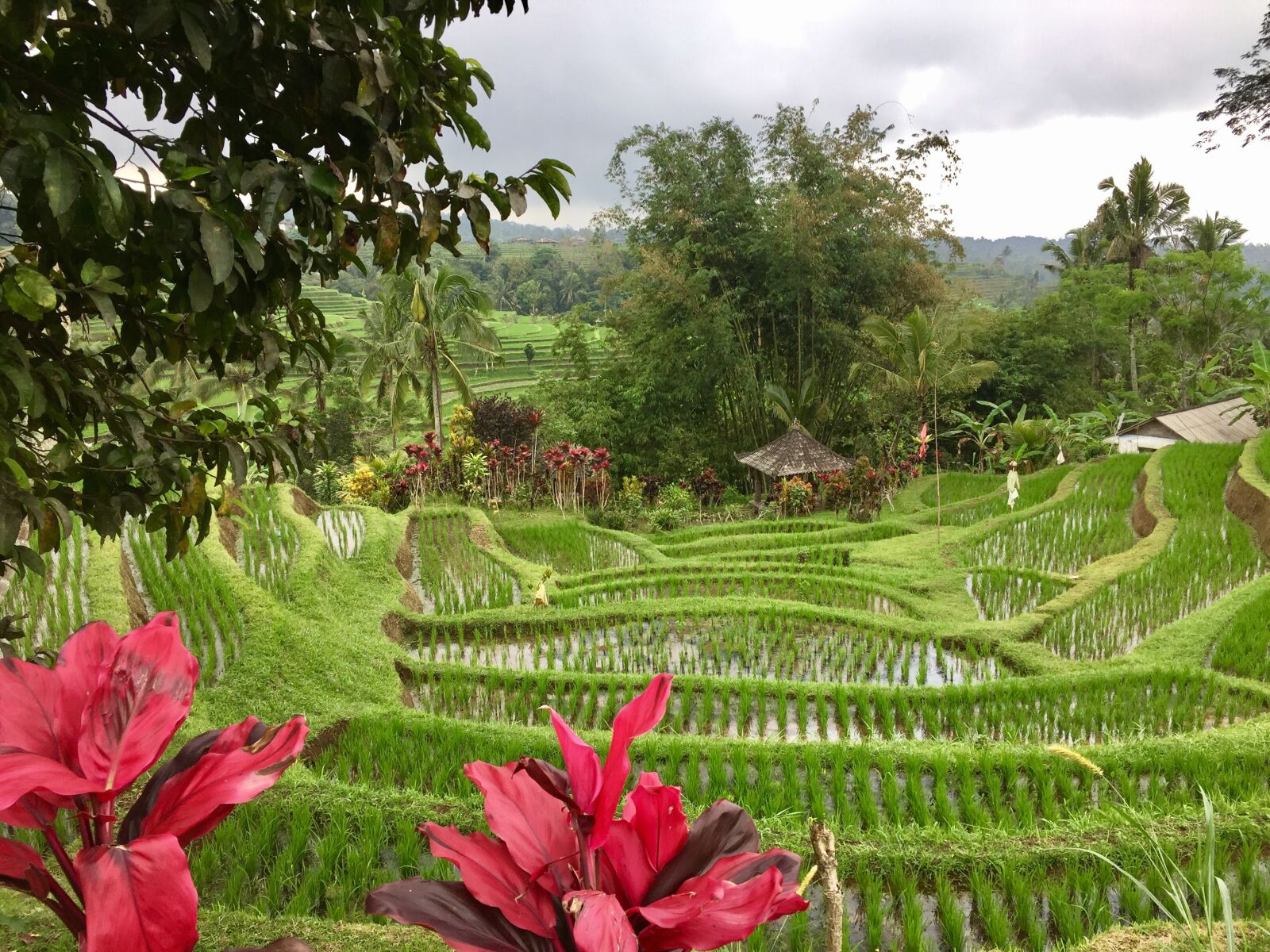 Apple iPhone 6 sample photo. Rice field, bali, indonesia photography