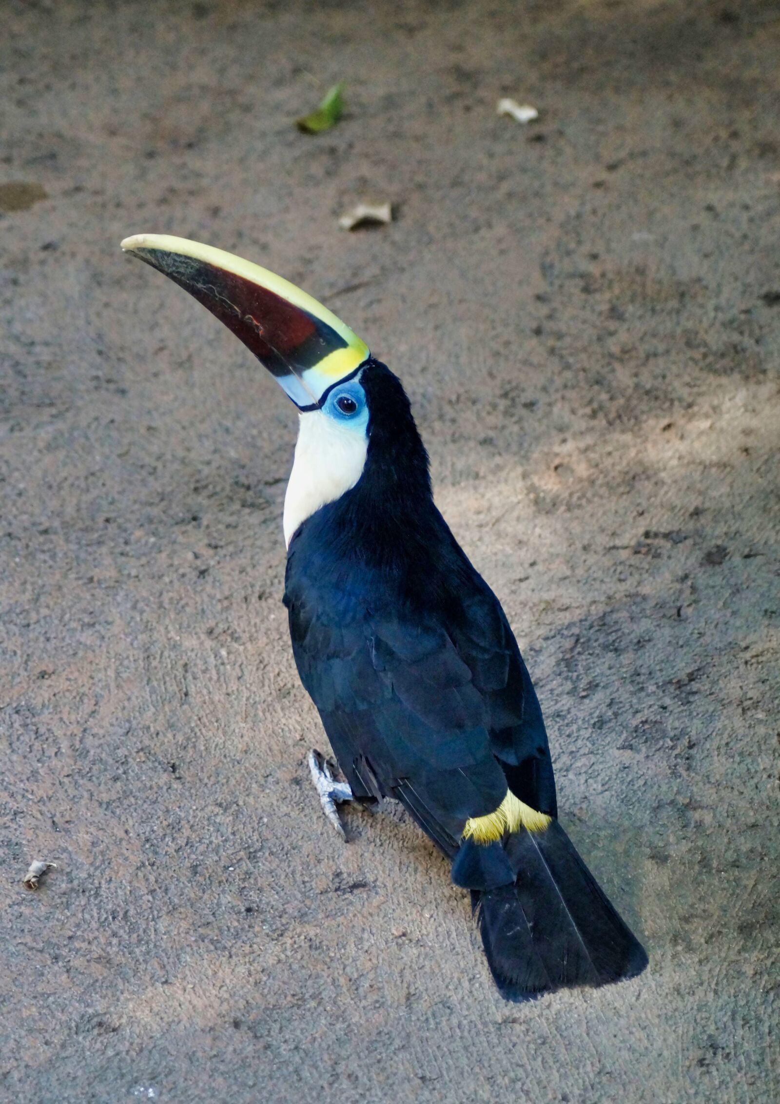 Sony SLT-A58 sample photo. Toucan, bird, exotic photography