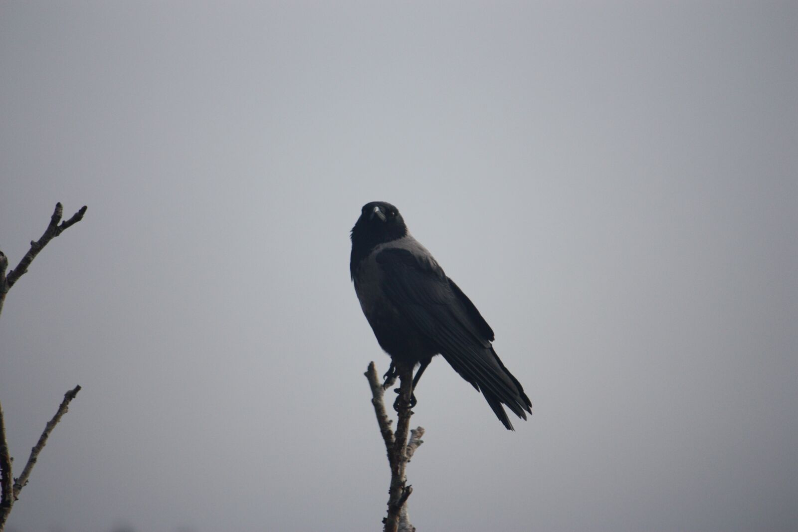 Canon EOS 450D (EOS Rebel XSi / EOS Kiss X2) sample photo. Corvidé, hooded crow, bird photography