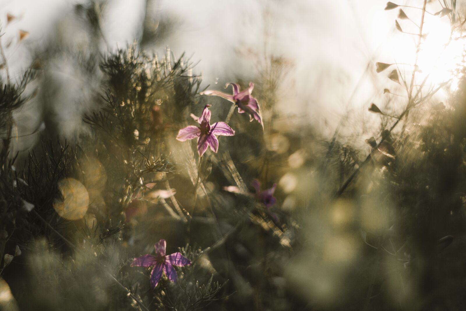 Canon EOS 700D (EOS Rebel T5i / EOS Kiss X7i) + Canon EF 50mm F1.8 STM sample photo. Flowers, moody, dull photography