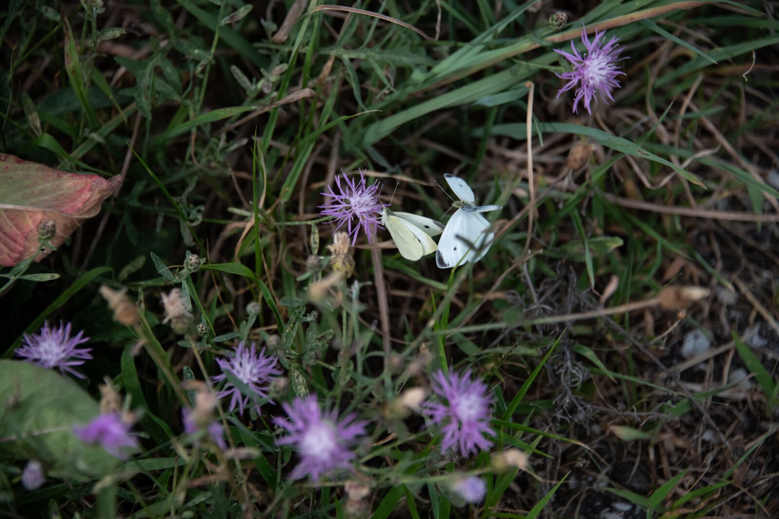 Nikon D850 sample photo. Little yellow, butterfly, coliadinae photography