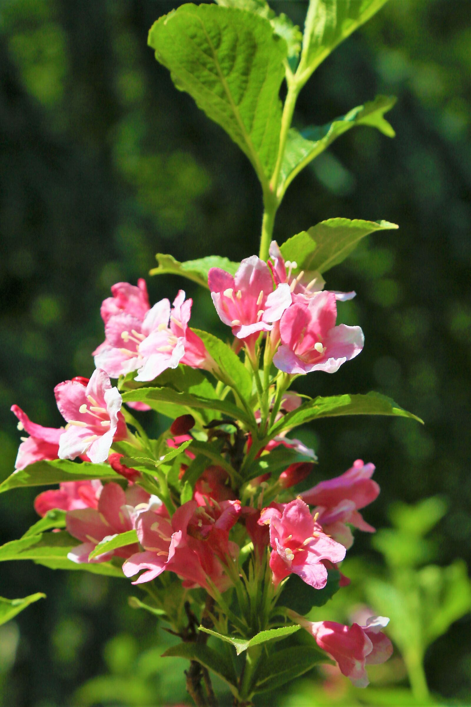 Canon EF 24-105mm F4L IS USM sample photo. Flowers, spring, nature photography