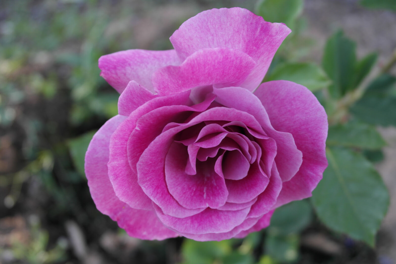 Samsung NX1000 sample photo. Flower, macro, purple, rose photography